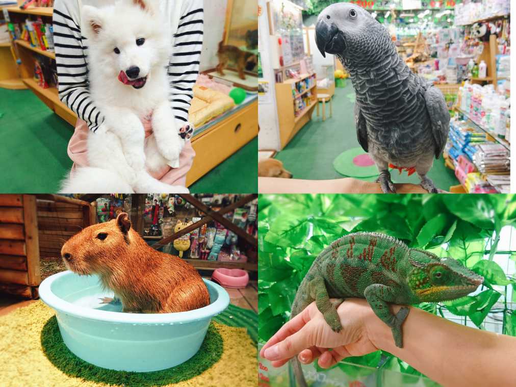 都会のど真ん中に動物園!?恵比寿のペットショップ「ZOO」で即癒しチャージを！